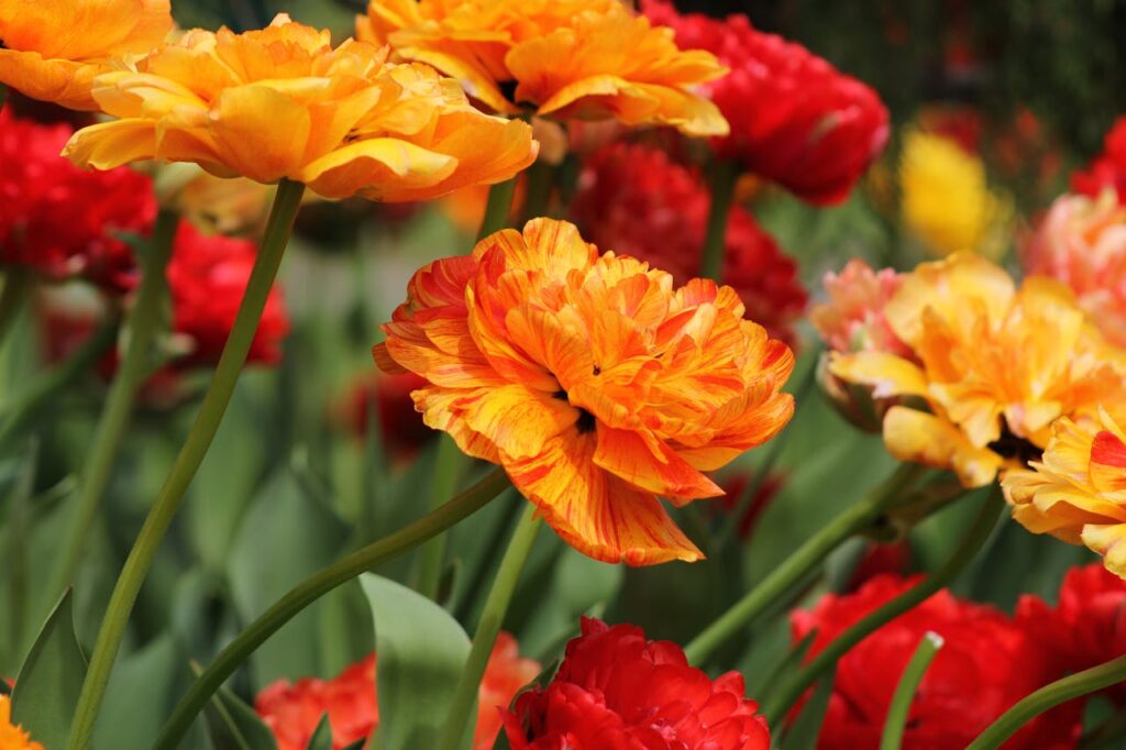 vibrant orange flowers